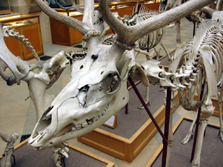 Deer skeleton 
