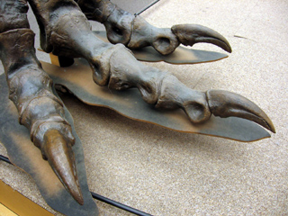 T-Rex foot