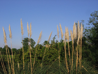 Reeds in the University Parks