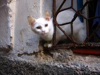 Cat in Essaouira