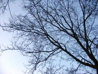 Bare branches and sky