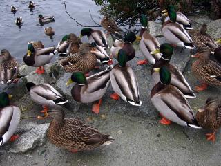 North Vancouver ducks