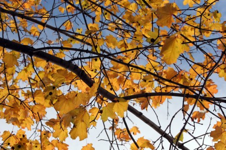 Yellow backlit leaves with gradiant sky