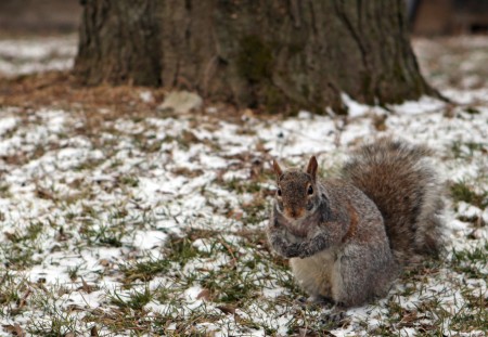 Squirrel in light snow