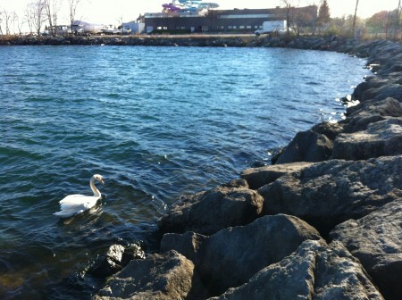 Swan on the Toronto waterfront