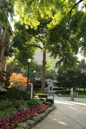 Summer foliage, University of Toronto