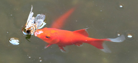 Fish attempting to eat insect