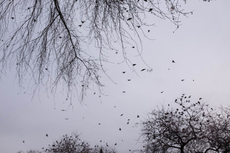 Birds flying from tree to tree