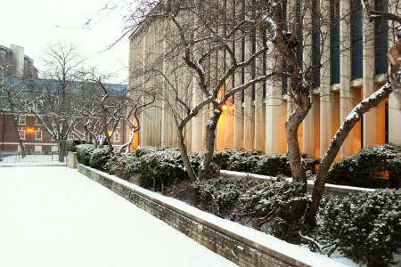 Trees in snow, U of T campus