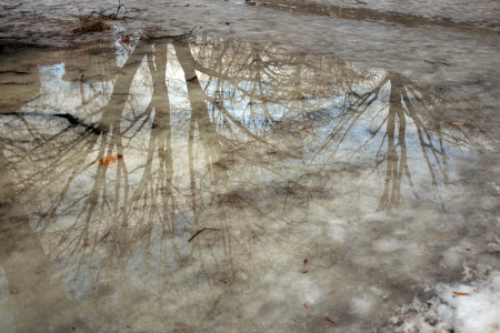 Trees reflected in ice puddle