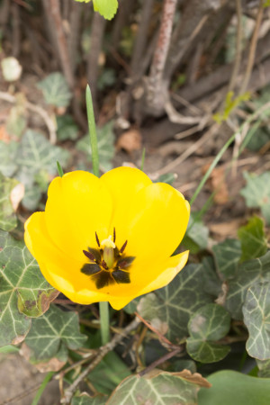 Yellow flower 2/2