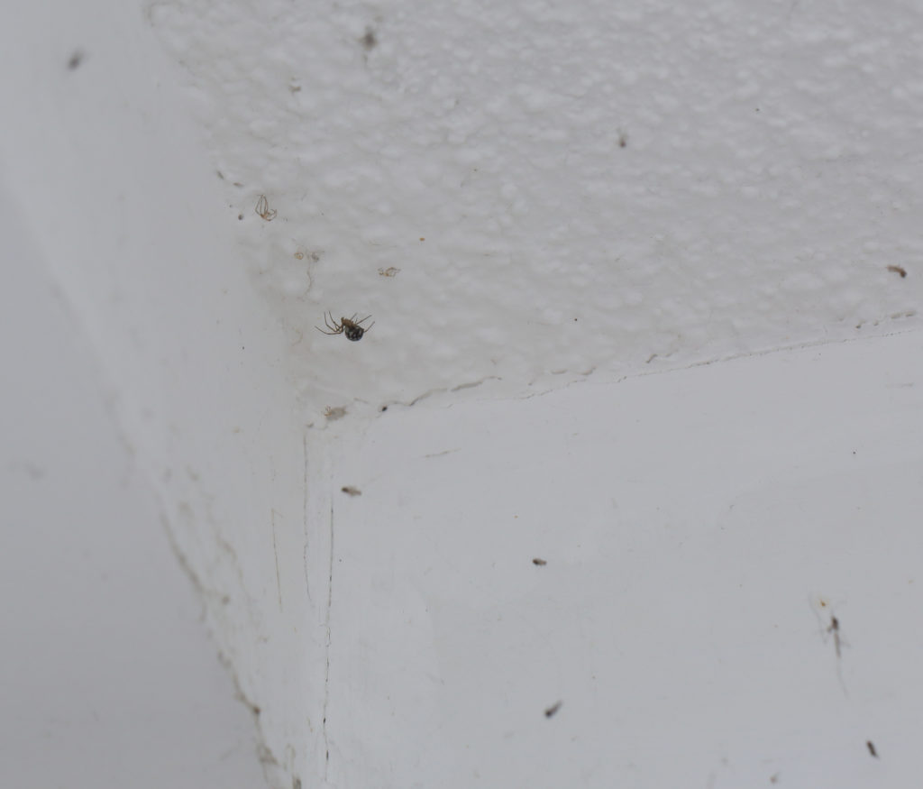 Spider in corner – a sibilant intake of breath