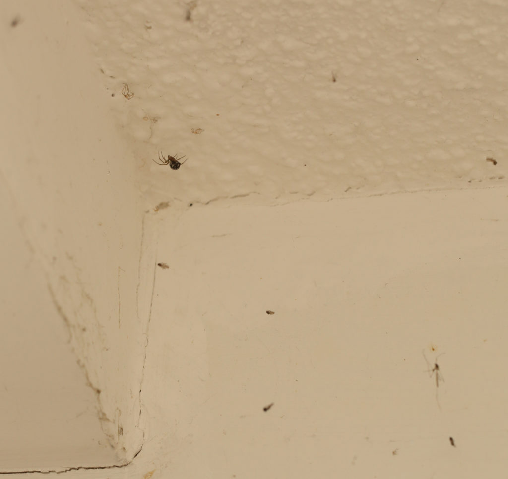 Spider in corner – a sibilant intake of breath